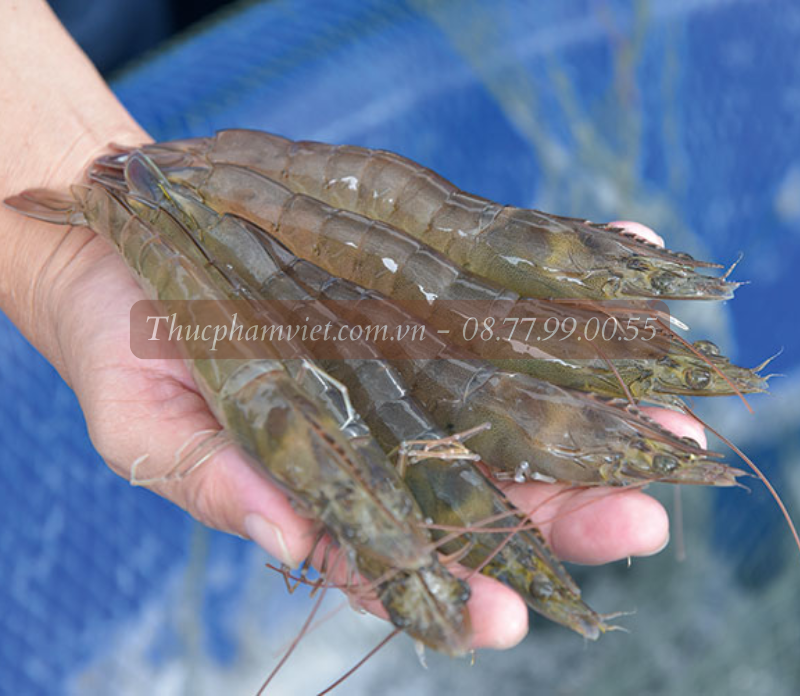 Tôm thẻ giá sỉ TPHCM