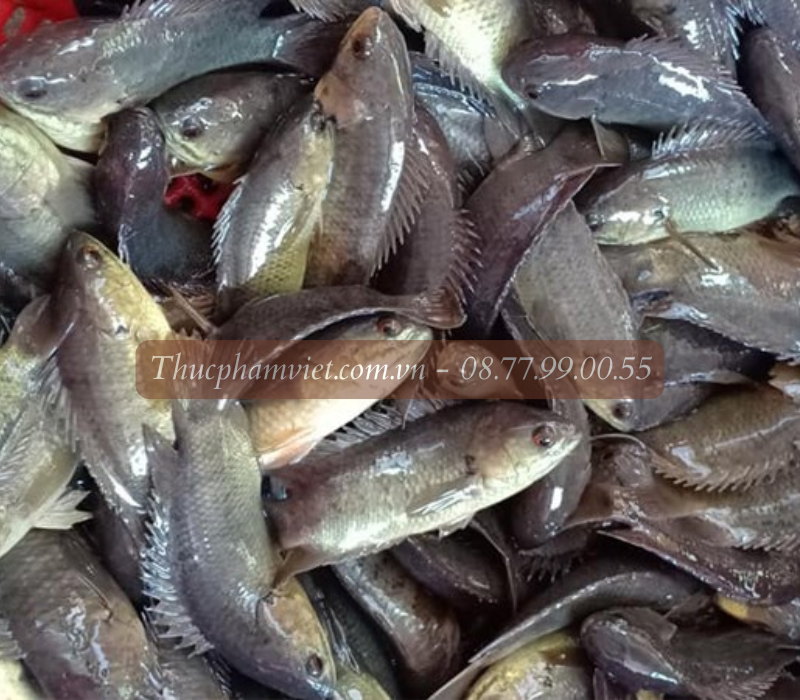 Cá rô giá sỉ TPHCM