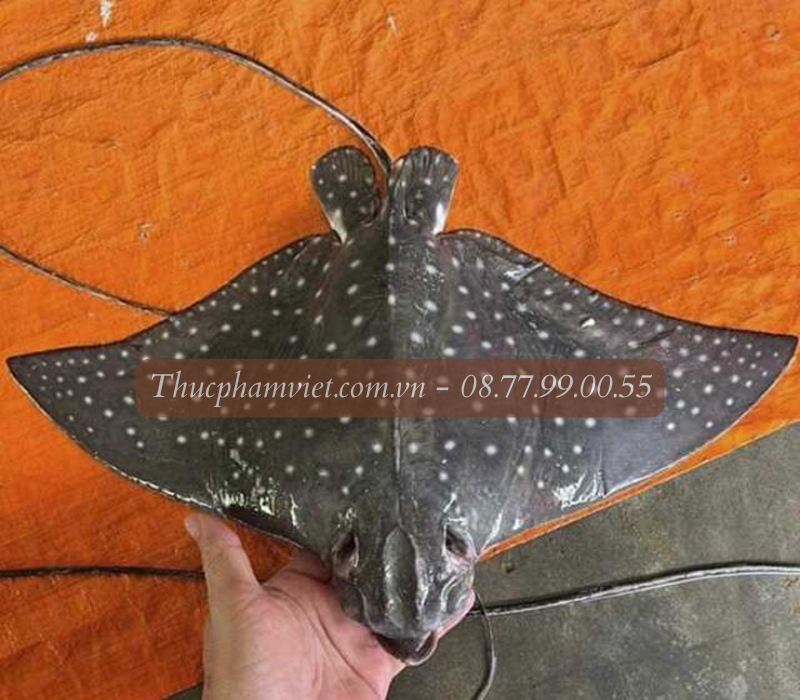 Cá đuối giá sỉ TPHCM