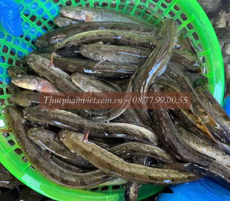 Cá kèo giá sỉ TPHCM