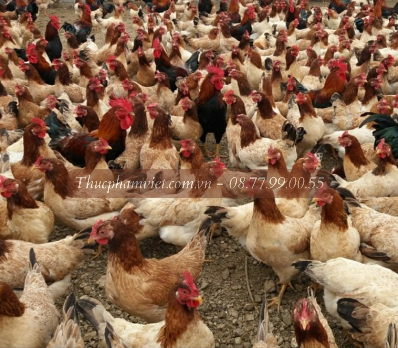 Địa chỉ trại gà giống Tây Ninh
