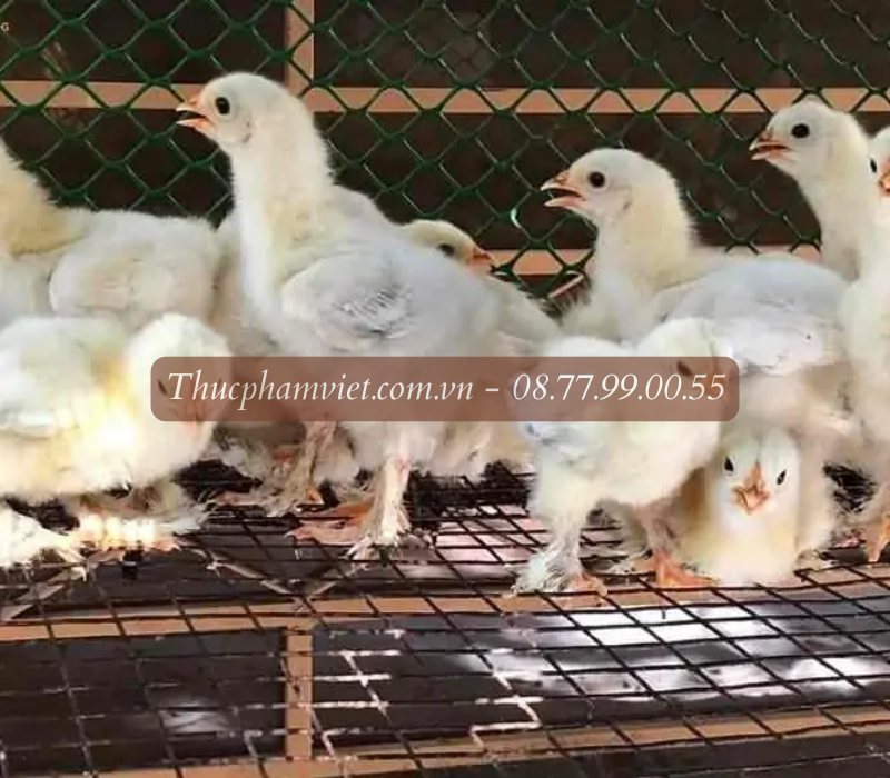 Nơi cung cấp gà giống tại Gia Lai