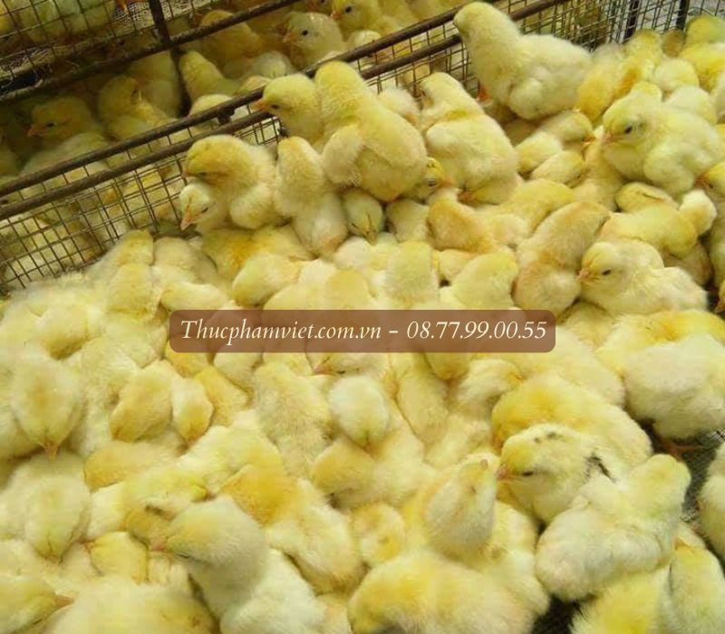 Cung cấp gà giống tại Long An