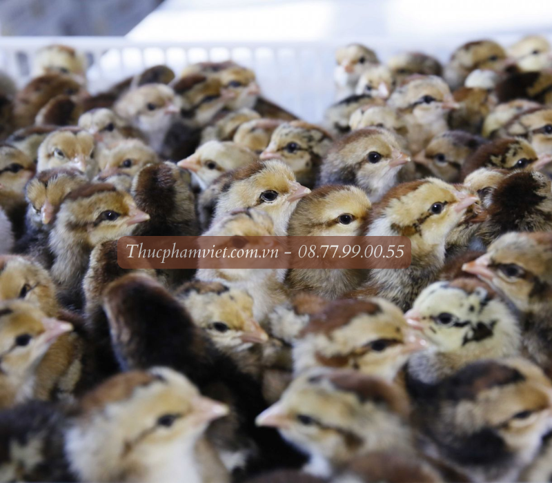 Địa chỉ trại gà giống Tiền Giang