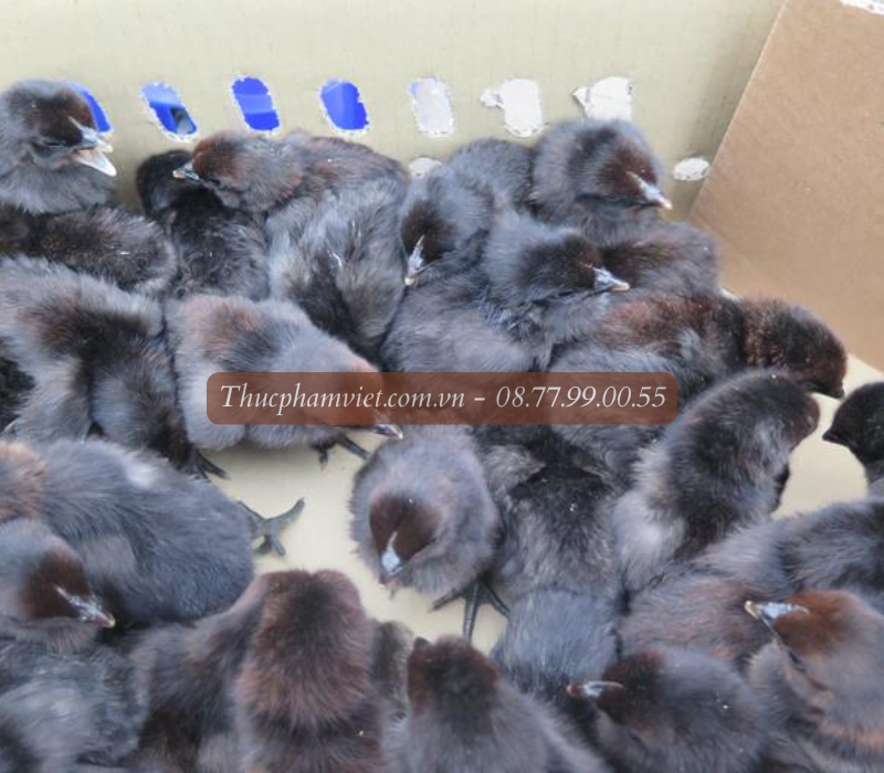 Nơi cung cấp gà giống tại Bến Tre