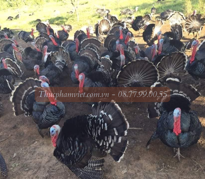 Địa chỉ bán gà giống Trà Vinh