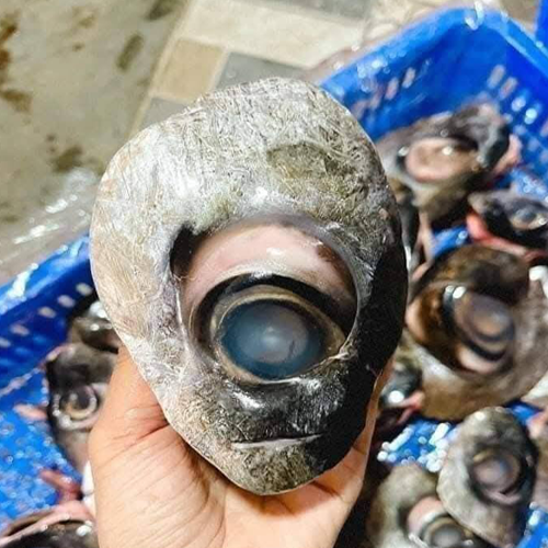 Mắt Cá Ngừ Đại Dương