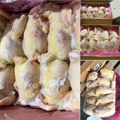 Gà Nguyên Con D5-6 Singreen