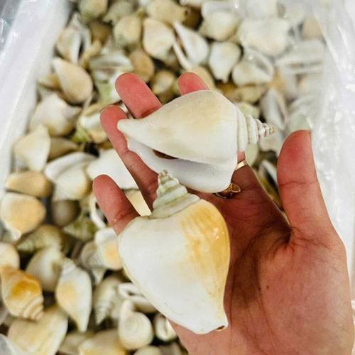 Ốc Nhảy 20–30 Con/Kg Đông Lạnh