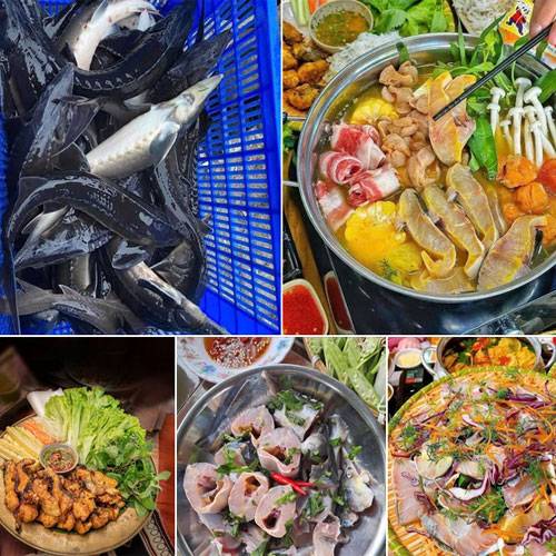 Cá Tầm Vũng Tàu Giá Sỉ & Lẻ