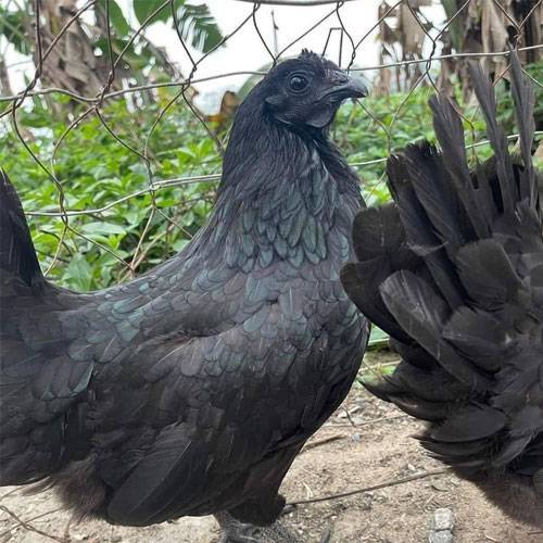 Gà Đen Tây Bắc Ở TPHCM