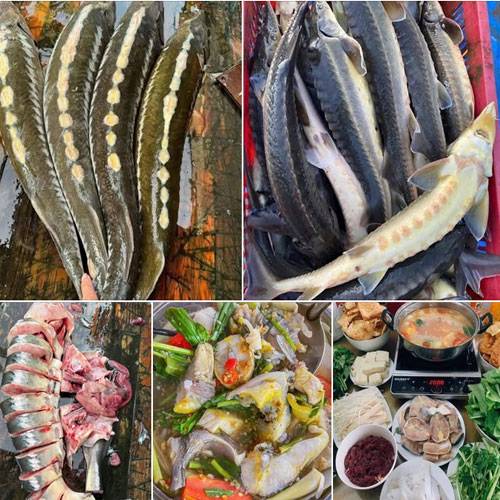 Cá Tầm Ninh Bình Giá Sỉ & Lẻ