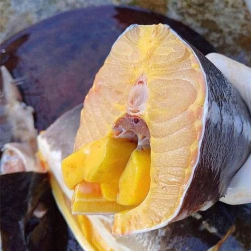 Cá Tầm Bảo Lộc Giá Sỉ & Lẻ