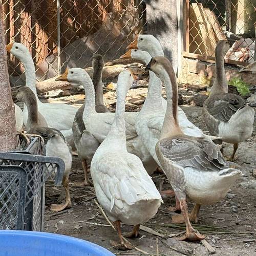 Giá Ngỗng Hơi Hôm Nay