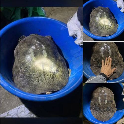 Giá Cua Đinh Thịt Hôm Nay