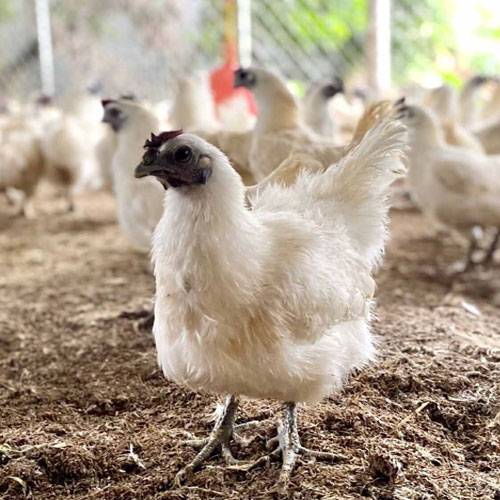 Mua Gà Ác Ở Đâu Tại TPHCM