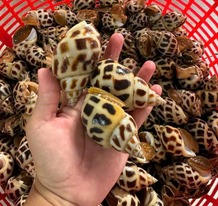 Giá Ốc Hương Chợ Bình Điền Hôm Nay | Giá Sỉ Mới Nhất