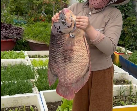 Mua Cá Tai Tượng Thịt Tươi Sống | Giá Sỉ & Lẻ Hôm Nay