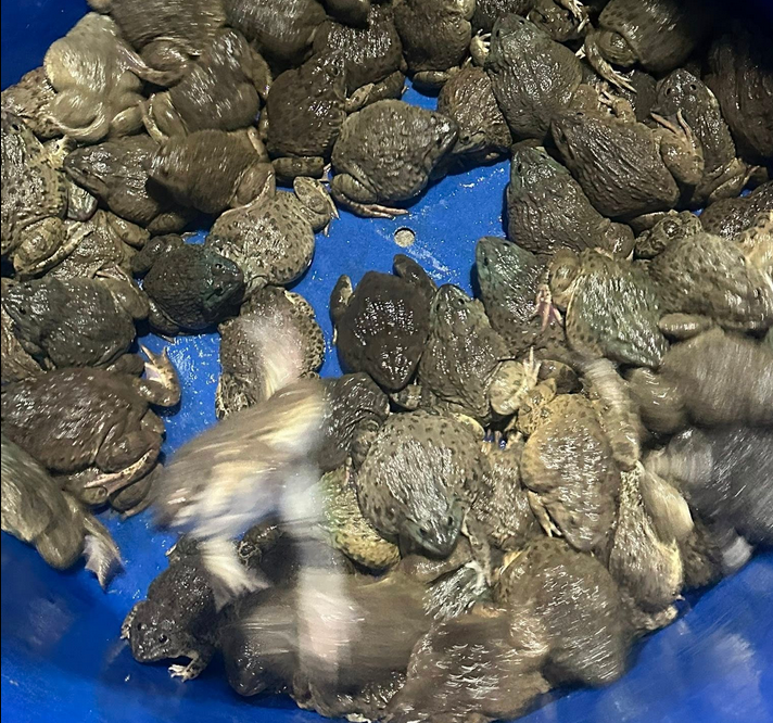 Giá Ếch Thịt Hôm Nay Tại Tiền Giang | Cập Nhật Giá Mới Nhất