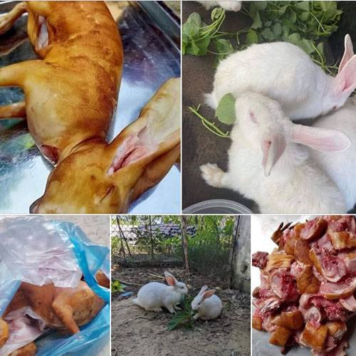 Bán Thịt Thỏ Nguyên Con