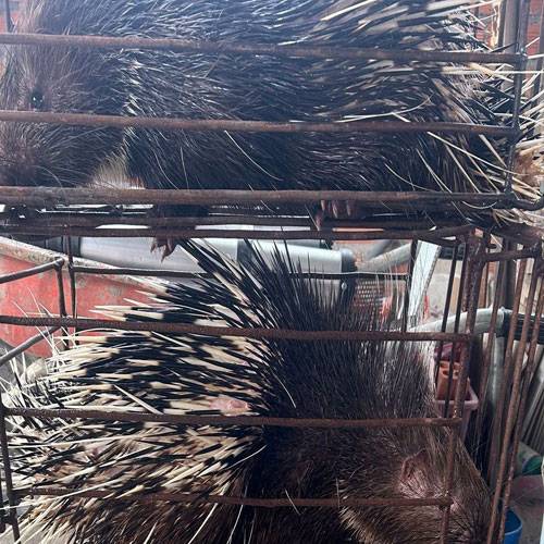 Mua Thịt Nhím Tươi