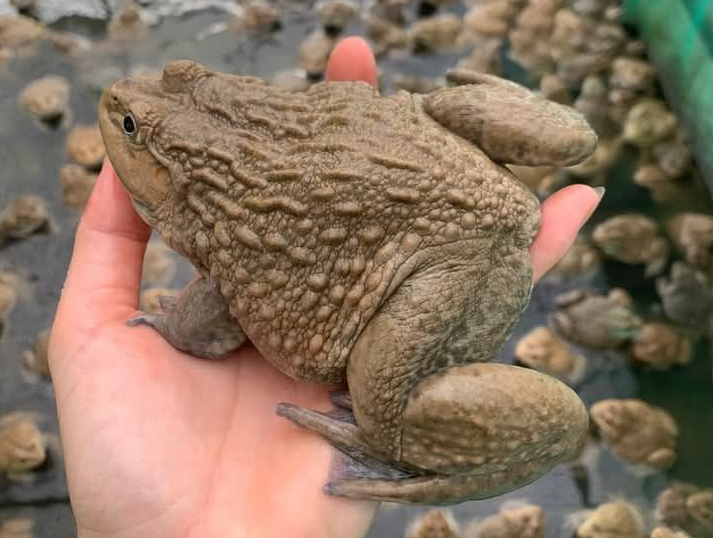 Giá Ếch Thịt Hôm Nay 2026 | Bao Nhiêu 1kg? Cập Nhật Mới Nhất