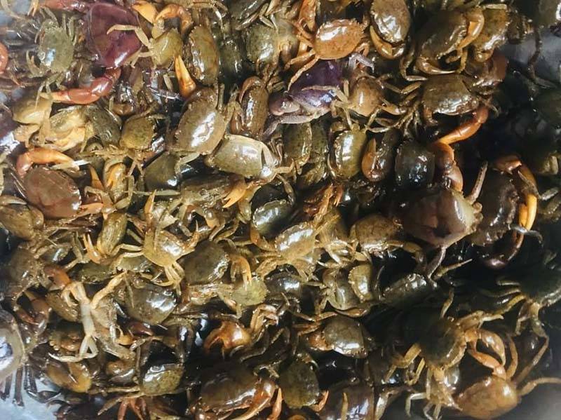 Giá Cua Đồng Chợ Đầu Mối Hôm Nay | Giá Sỉ Bao Nhiêu 1kg?