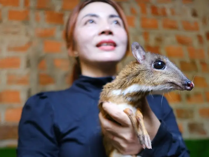 Giá Cheo Cheo Thịt 2026 | Bao Nhiêu 1kg? Cập Nhật Mới Nhất