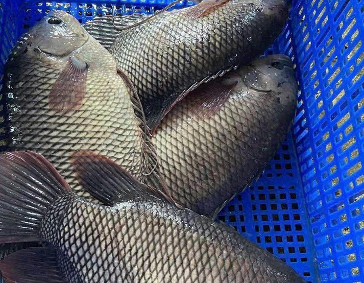 Địa Điểm Bán Cá Tai Tượng Thịt | Cá Tươi Sống Giá Sỉ & Lẻ