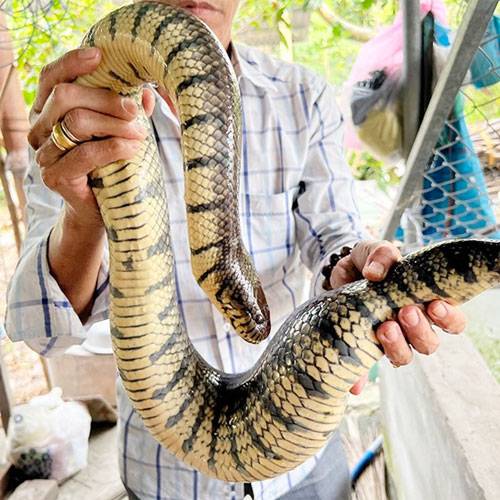 Địa Chỉ Bán Rắn Thịt