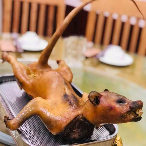 Chồn Hương Thịt