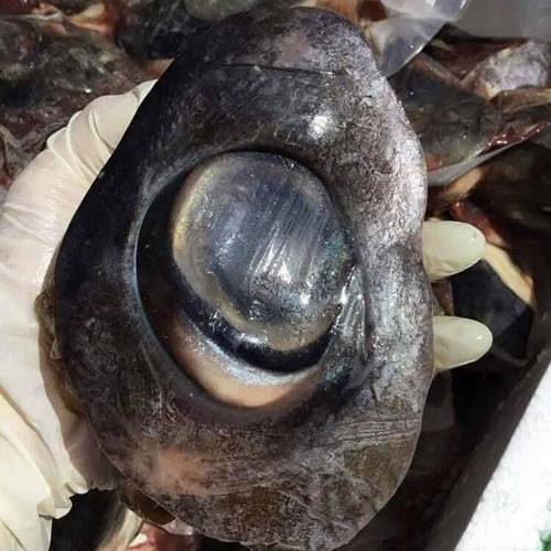 Mắt Cá Ngừ Đại Dương Hà Nội