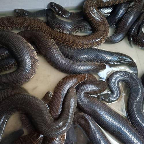 Rắn Ri Voi – Đặc Sản Cao Cấp