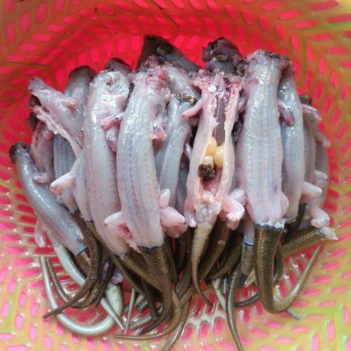 Rắn Mối Thịt Tươi Sống