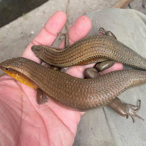 Bán rắn mối thịt, rắn mối giống tại TP.HCM