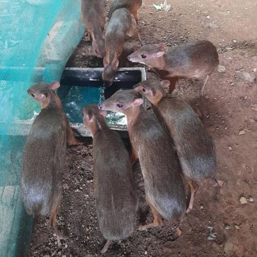Giá Cheo Cheo Thịt Hôm Nay