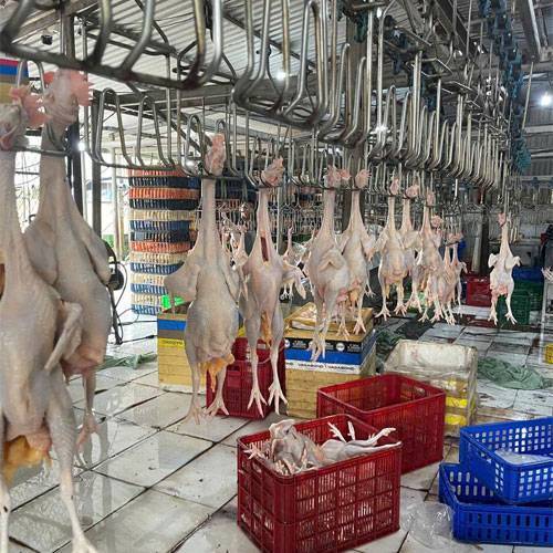 Gà Công Nghiệp Nguyên Con