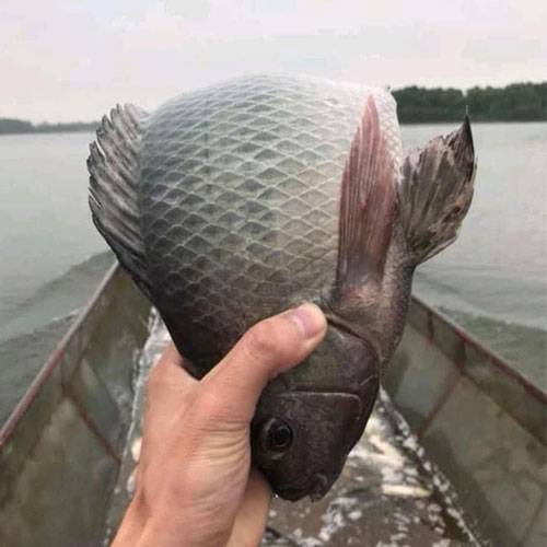 Cá Rô Phi 2Kg