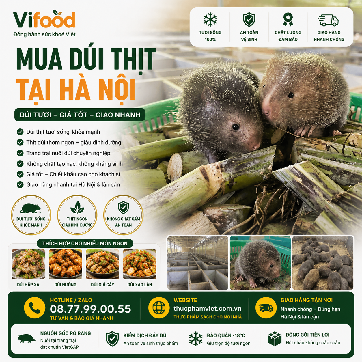 Mua Dúi Thịt Tại Hà Nội 🐭 Dúi Tươi – Giá Tốt – Giao Nhanh