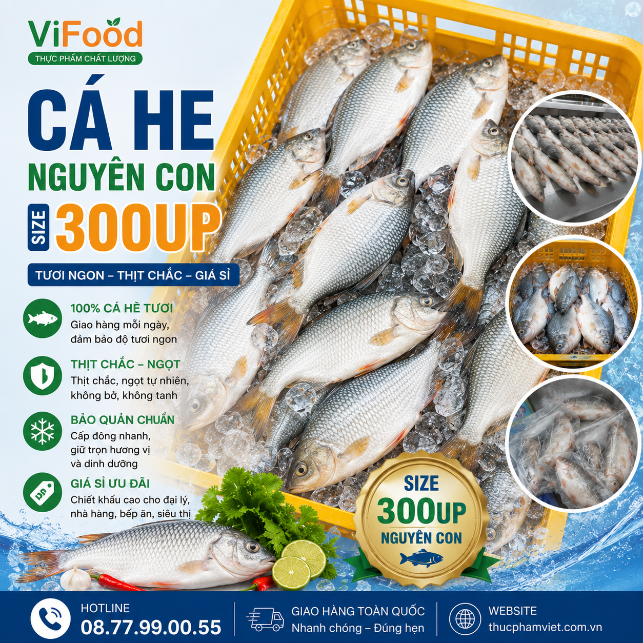 Cá Hè Nguyên Con Size 300UP