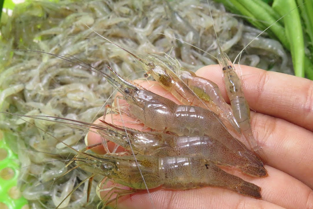 Tép đồng thiên nhiên mới đánh bắt Loại 1 Xuất sứ Tiền Giang