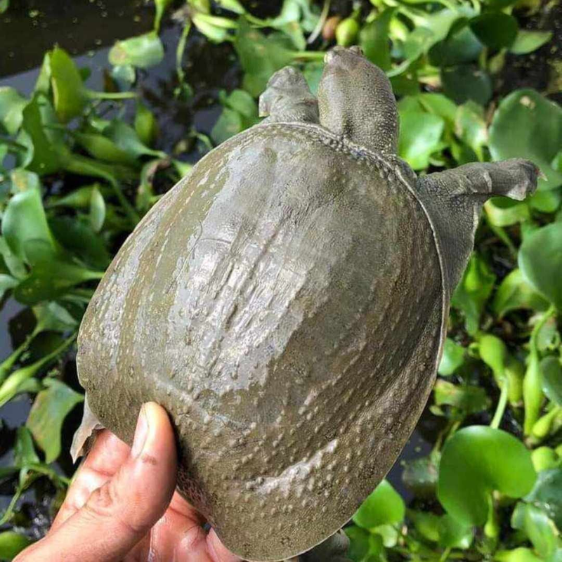 Bán Ba Ba Sống Giao Tận Nơi Huyện Củ Chi