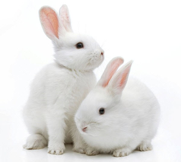 Thỏ Thịt Tươi Sống