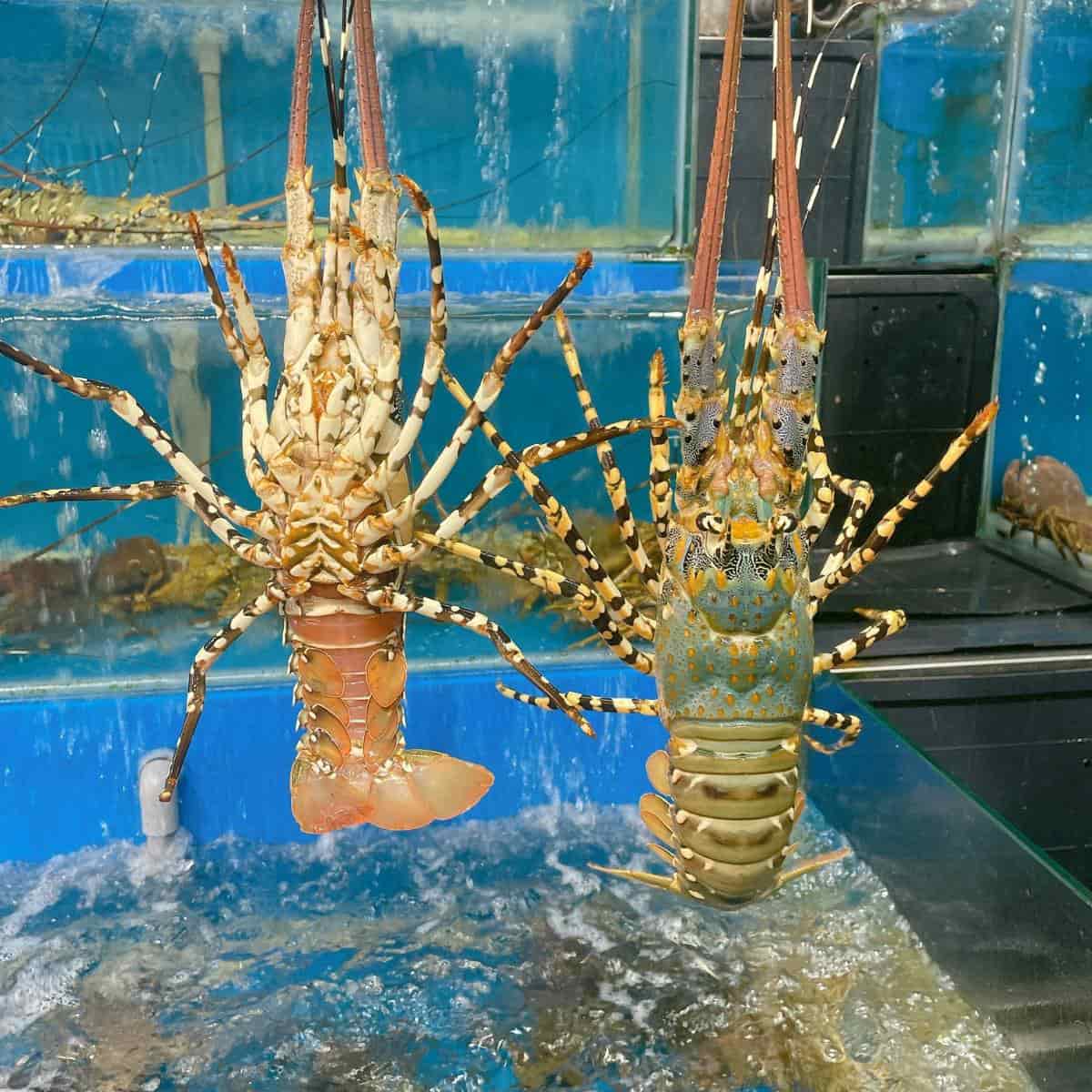 Tôm hùm bông sống (1.1 – 1.5 kg/con)