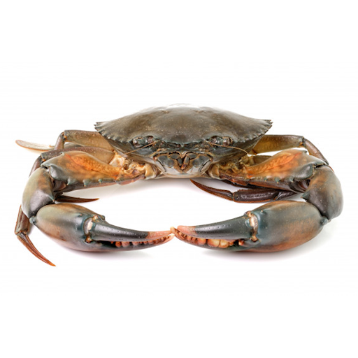 Cua gạch sống loại 1 size 200-290 gr/con