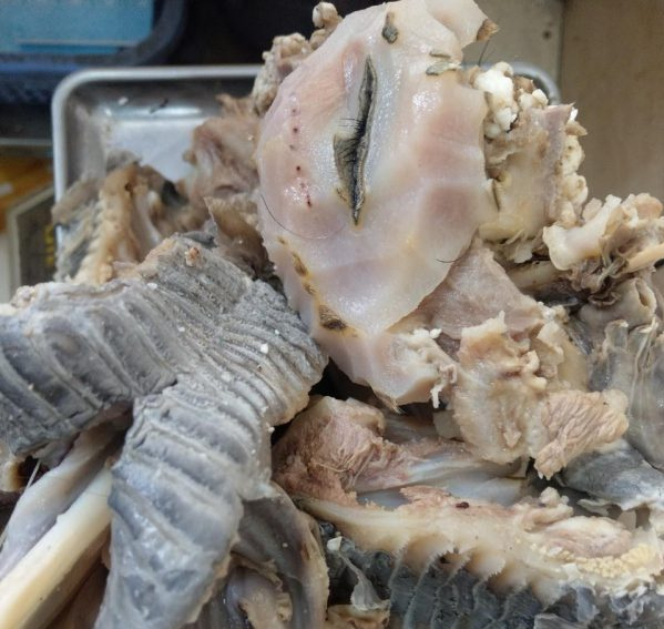 Mắt Hàm Sừng Bò